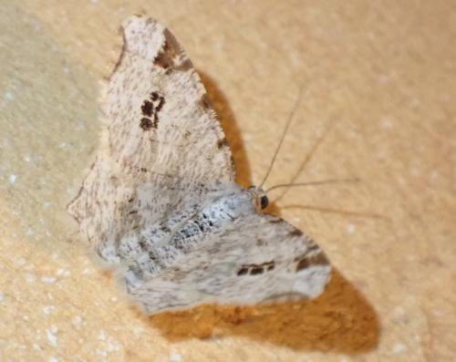 Réf. 333 950 : Macaria notata